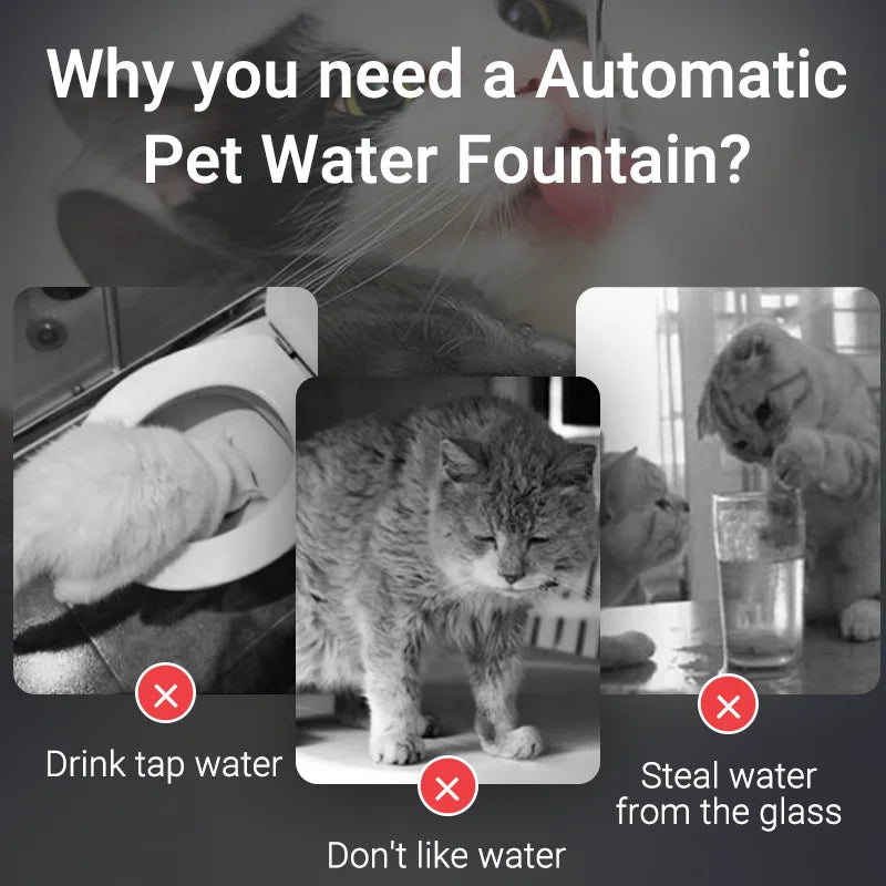 🐈💦  AquaFlow Haustier Fountain 💦🐕