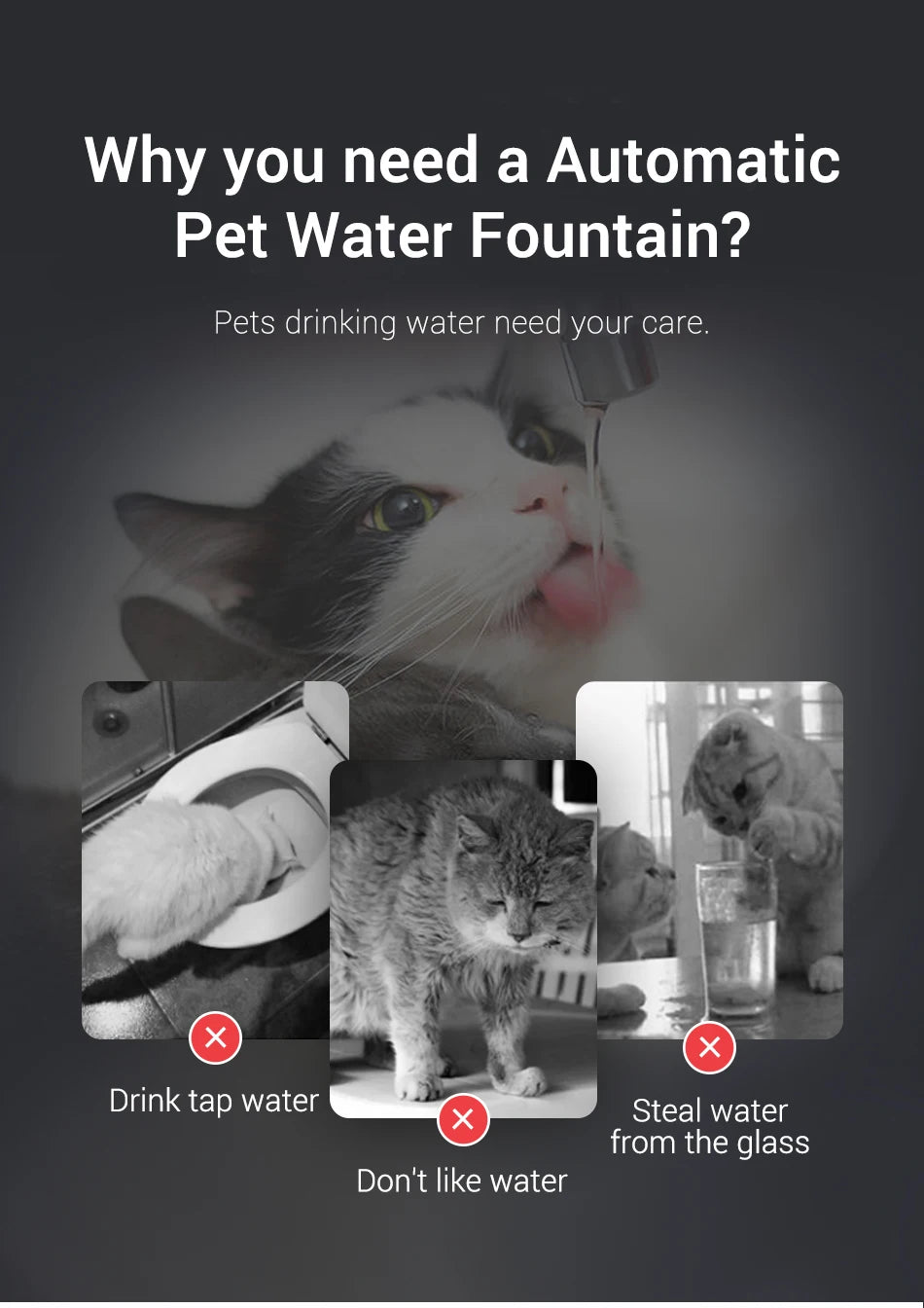 🐈💦  AquaFlow Haustier Fountain 💦🐕